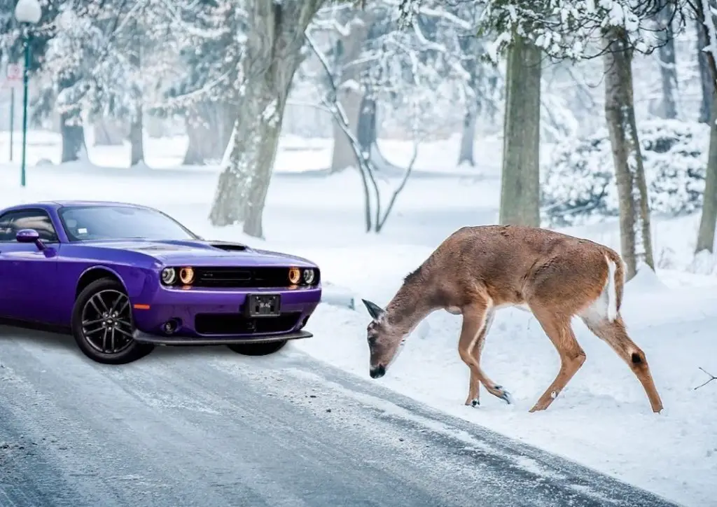 Purple Dodge Challenger muscle car stopped on snowy road as deer crosses in front