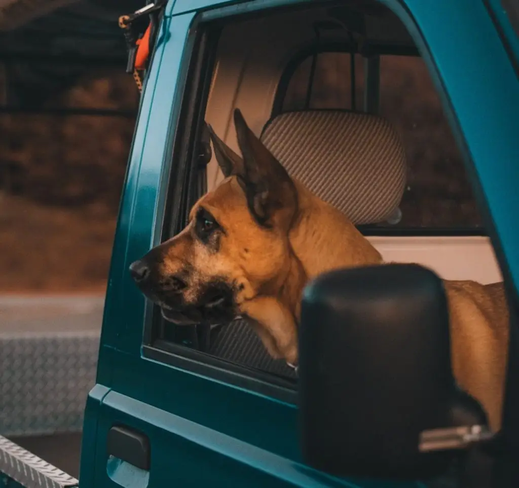 German Shepherd dog looking out open window of teal camper van