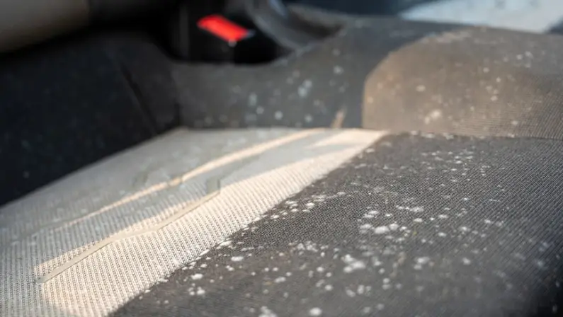 Musty Or Moldy Odor 
